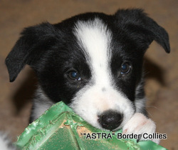 Black and white, female, border collie puppy